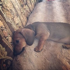 Meet your Posher, Amber